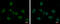 Mediator Complex Subunit 8 antibody, GTX108837, GeneTex, Immunofluorescence image 