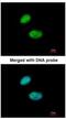 Forkhead Box K2 antibody, NBP2-16959, Novus Biologicals, Immunofluorescence image 