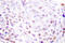 SUMO Specific Peptidase 3 antibody, LS-C176347, Lifespan Biosciences, Immunohistochemistry frozen image 