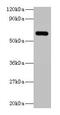 YARS antibody, CSB-PA00465A0Rb, Cusabio, Western Blot image 