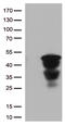 MEP antibody, CF812847, Origene, Western Blot image 