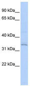 Ring Finger Protein 113A antibody, TA343651, Origene, Western Blot image 