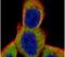 Ribosomal Protein S6 antibody, PA5-29760, Invitrogen Antibodies, Immunofluorescence image 