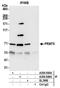 Protein Arginine Methyltransferase 5 antibody, A300-849A, Bethyl Labs, Immunoprecipitation image 