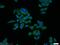 Chymotrypsin Like antibody, 14856-1-AP, Proteintech Group, Immunofluorescence image 