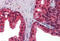Calnexin antibody, MBS246230, MyBioSource, Immunohistochemistry paraffin image 
