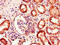 Bardet-Biedl Syndrome 1 antibody, orb47143, Biorbyt, Immunohistochemistry paraffin image 