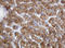 Pogo Transposable Element Derived With KRAB Domain antibody, LS-C174465, Lifespan Biosciences, Immunohistochemistry paraffin image 