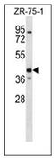 TWIK1 antibody, AP52314PU-N, Origene, Western Blot image 
