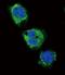 Melanocortin 4 Receptor antibody, orb214232, Biorbyt, Immunofluorescence image 