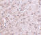 Dihydropyrimidinase-related protein 1 antibody, 4983, ProSci, Immunohistochemistry paraffin image 