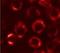 Prolyl 4-Hydroxylase Subunit Beta antibody, GTX25484, GeneTex, Immunocytochemistry image 