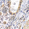 Prostacyclin receptor antibody, A1849, ABclonal Technology, Immunohistochemistry paraffin image 