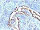 Keratin 8 antibody, V9038-100UG, NSJ Bioreagents, Flow Cytometry image 
