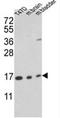 PPIA antibody, AP17657PU-N, Origene, Western Blot image 
