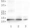 Histone Cluster 4 H4 antibody, NB21-2044, Novus Biologicals, Western Blot image 