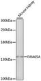 RHO Family Interacting Cell Polarization Regulator 1 antibody, 16-660, ProSci, Western Blot image 