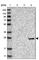 V-Set And Transmembrane Domain Containing 2A antibody, HPA021404, Atlas Antibodies, Western Blot image 