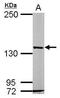 Ras Protein Specific Guanine Nucleotide Releasing Factor 2 antibody, PA5-28867, Invitrogen Antibodies, Western Blot image 