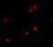 Protein SOGA1 antibody, PA5-72776, Invitrogen Antibodies, Immunofluorescence image 