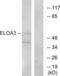 Elongin A3 antibody, LS-C119549, Lifespan Biosciences, Western Blot image 