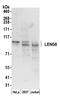 Leukocyte Receptor Cluster Member 8 antibody, A304-947A, Bethyl Labs, Western Blot image 