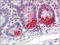 Steroid 5 Alpha-Reductase 1 antibody, AP23129PU-N, Origene, Immunohistochemistry frozen image 