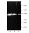 Proteasome 26S Subunit, ATPase 2 antibody, BML-PW8825-0100, Enzo Life Sciences, Western Blot image 