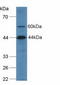 Complement C2 antibody, LS-C685165, Lifespan Biosciences, Western Blot image 