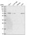 Unc-93B1 antibody, NBP2-58752, Novus Biologicals, Western Blot image 