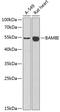 BMP and activin membrane-bound inhibitor homolog antibody, GTX64625, GeneTex, Western Blot image 