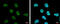 Stromal Antigen 1 antibody, GTX631989, GeneTex, Immunocytochemistry image 