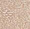 Complement factor B antibody, FNab01853, FineTest, Immunohistochemistry paraffin image 