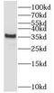 Tetraspanin 10 antibody, FNab09053, FineTest, Western Blot image 