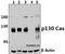 BCAR1 Scaffold Protein, Cas Family Member antibody, A00960, Boster Biological Technology, Western Blot image 