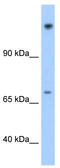 Protein Niban antibody, TA329503, Origene, Western Blot image 