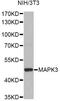 Mitogen-activated protein kinase 3 antibody, LS-C748397, Lifespan Biosciences, Western Blot image 