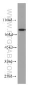 HSJ1 antibody, 60204-1-Ig, Proteintech Group, Western Blot image 