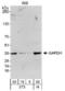 GAPDH antibody, TA336630, Origene, Western Blot image 
