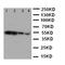 Milk Fat Globule-EGF Factor 8 Protein antibody, orb97071, Biorbyt, Western Blot image 