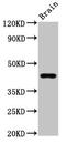 G Protein-Coupled Receptor 143 antibody, LS-C670852, Lifespan Biosciences, Western Blot image 