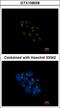 VPS35 Retromer Complex Component antibody, LS-C185941, Lifespan Biosciences, Immunocytochemistry image 