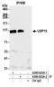 Ubiquitin carboxyl-terminal hydrolase 15 antibody, A300-923A, Bethyl Labs, Immunoprecipitation image 