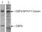 Myosin-11 antibody, NBP2-59221, Novus Biologicals, Western Blot image 