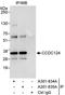 Coiled-Coil Domain Containing 124 antibody, A301-834A, Bethyl Labs, Immunoprecipitation image 