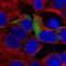 Ribosomal Protein S3A antibody, HPA047100, Atlas Antibodies, Immunofluorescence image 