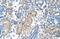 Forkhead Box R2 antibody, NBP1-80511, Novus Biologicals, Immunohistochemistry frozen image 