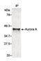 Aurora A antibody, A300-070A, Bethyl Labs, Immunoprecipitation image 