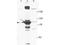 Epithelial Splicing Regulatory Protein 1 antibody, TA319607, Origene, Western Blot image 