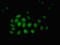 Zinc Finger And BTB Domain Containing 33 antibody, orb400304, Biorbyt, Immunofluorescence image 